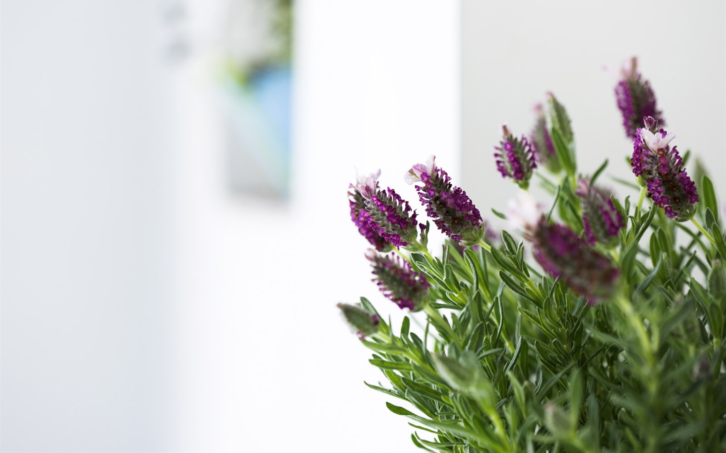 Indoor floral wallpaper (4) #4 - 1440x900