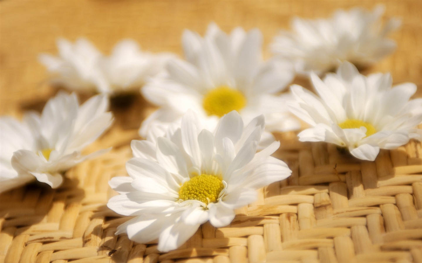 fleurs fond d'écran Widescreen close-up (6) #8 - 1440x900