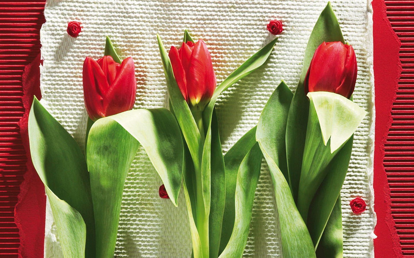 fleurs fond d'écran Widescreen close-up (6) #16 - 1440x900