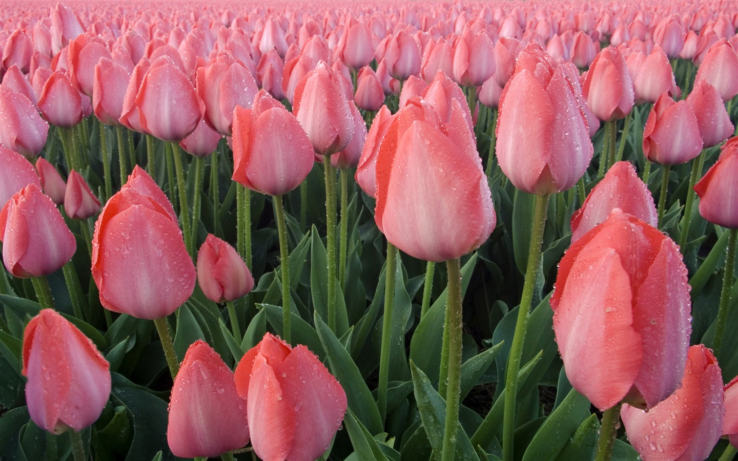 Velký tulipán tapetu (3) #19 - 1440x900