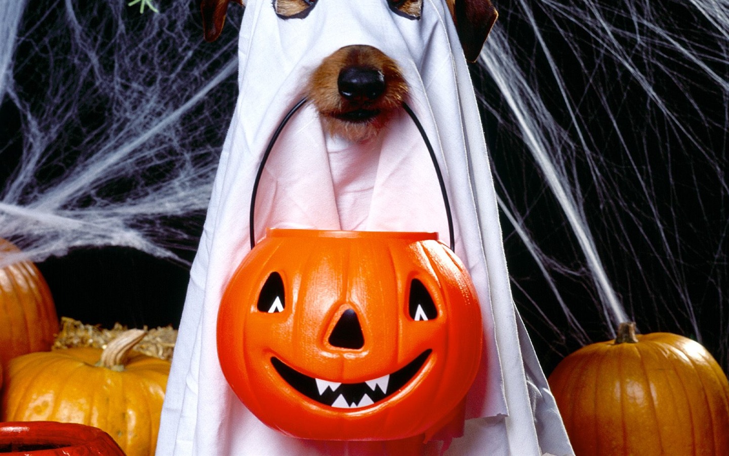 Fonds d'écran thème de l'Halloween (1) #1 - 1440x900
