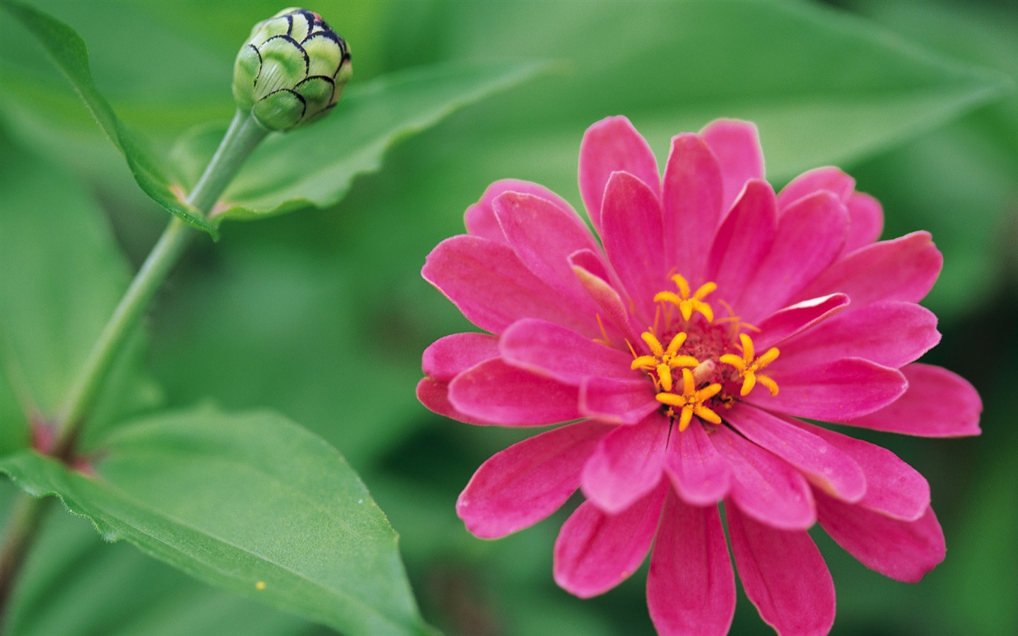 宽屏鲜花特写 壁纸(八)15 - 1440x900