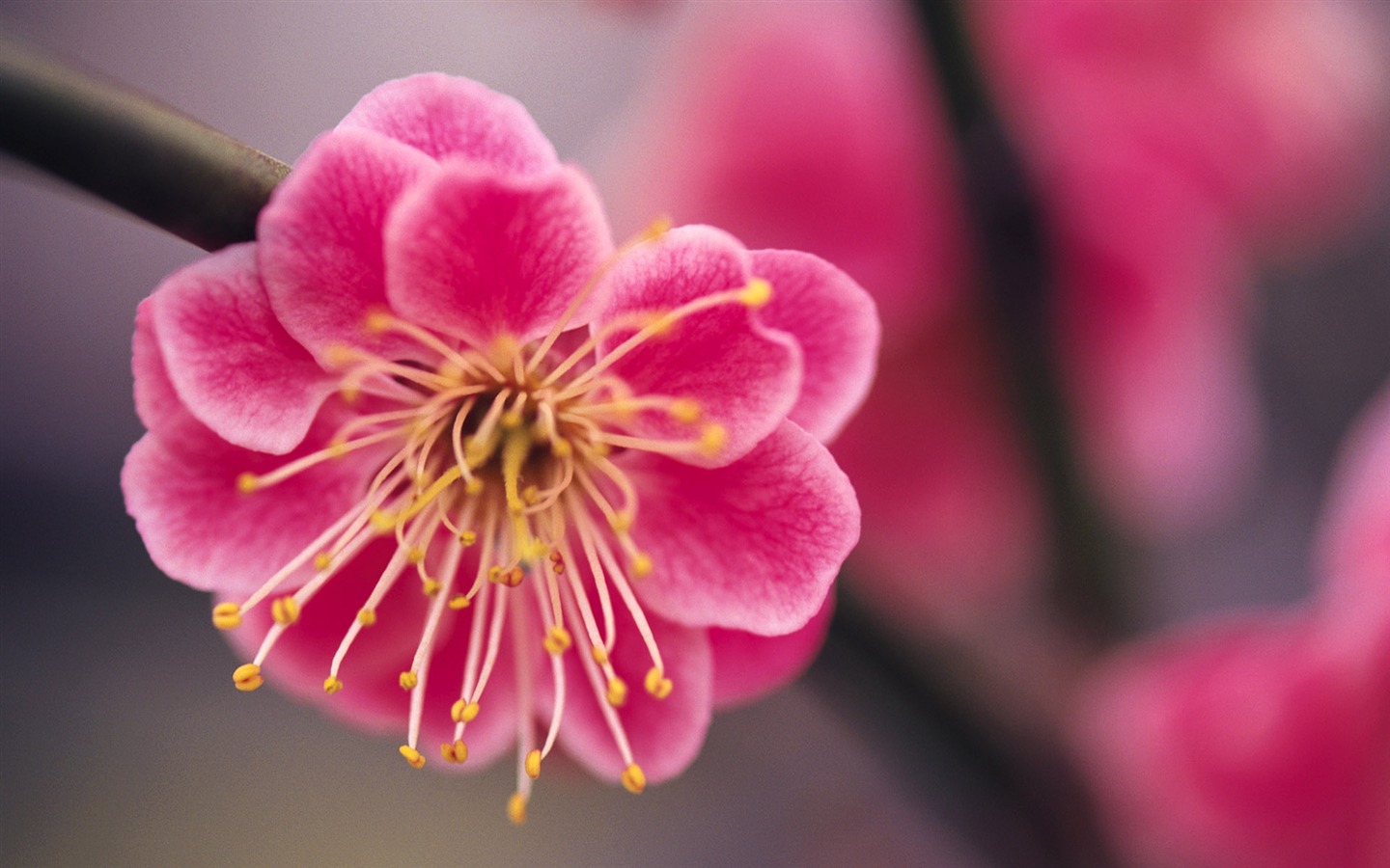 fleurs fond d'écran Widescreen close-up (9) #1 - 1440x900