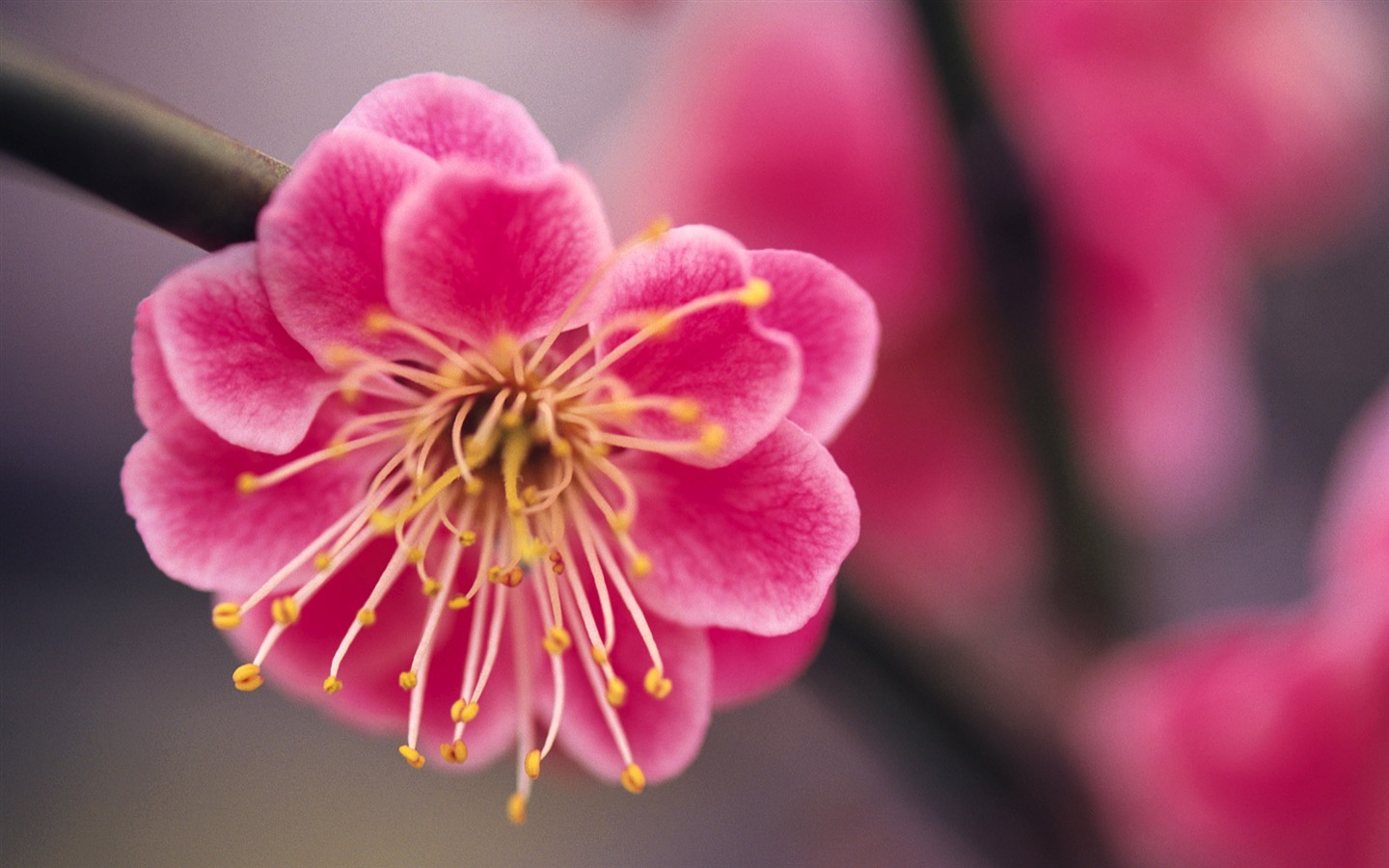 宽屏鲜花特写 壁纸(九)1 - 1440x900