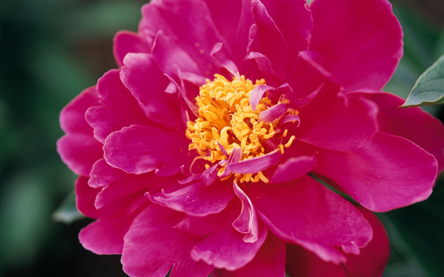 fleurs fond d'écran Widescreen close-up (9) #9 - 1440x900