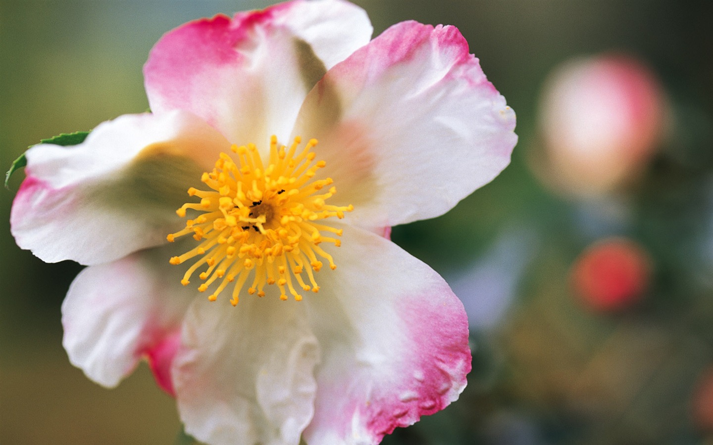 fleurs fond d'écran Widescreen close-up (9) #11 - 1440x900