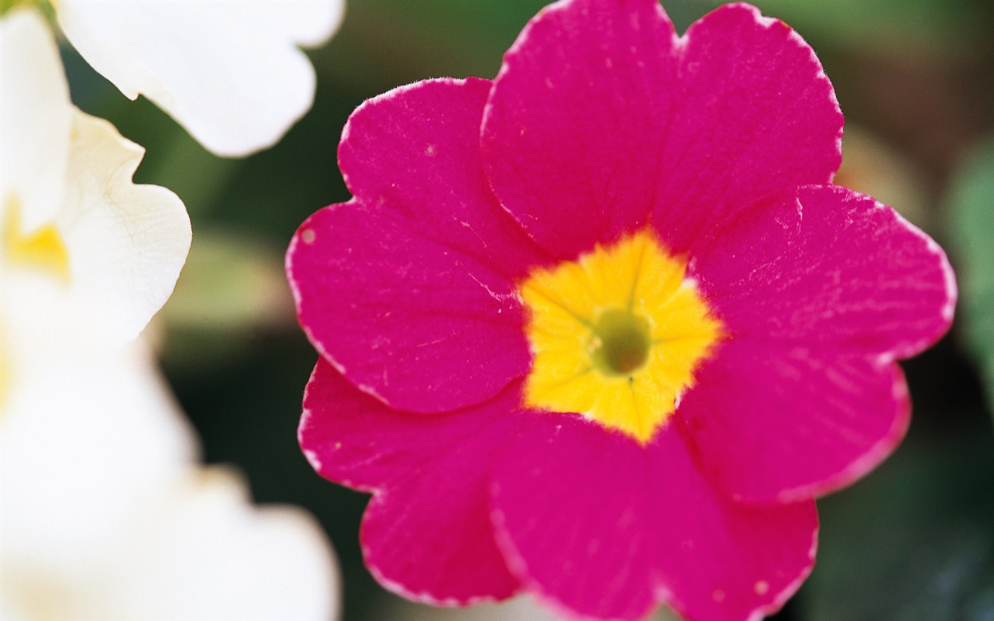 fleurs fond d'écran Widescreen close-up (9) #13 - 1440x900