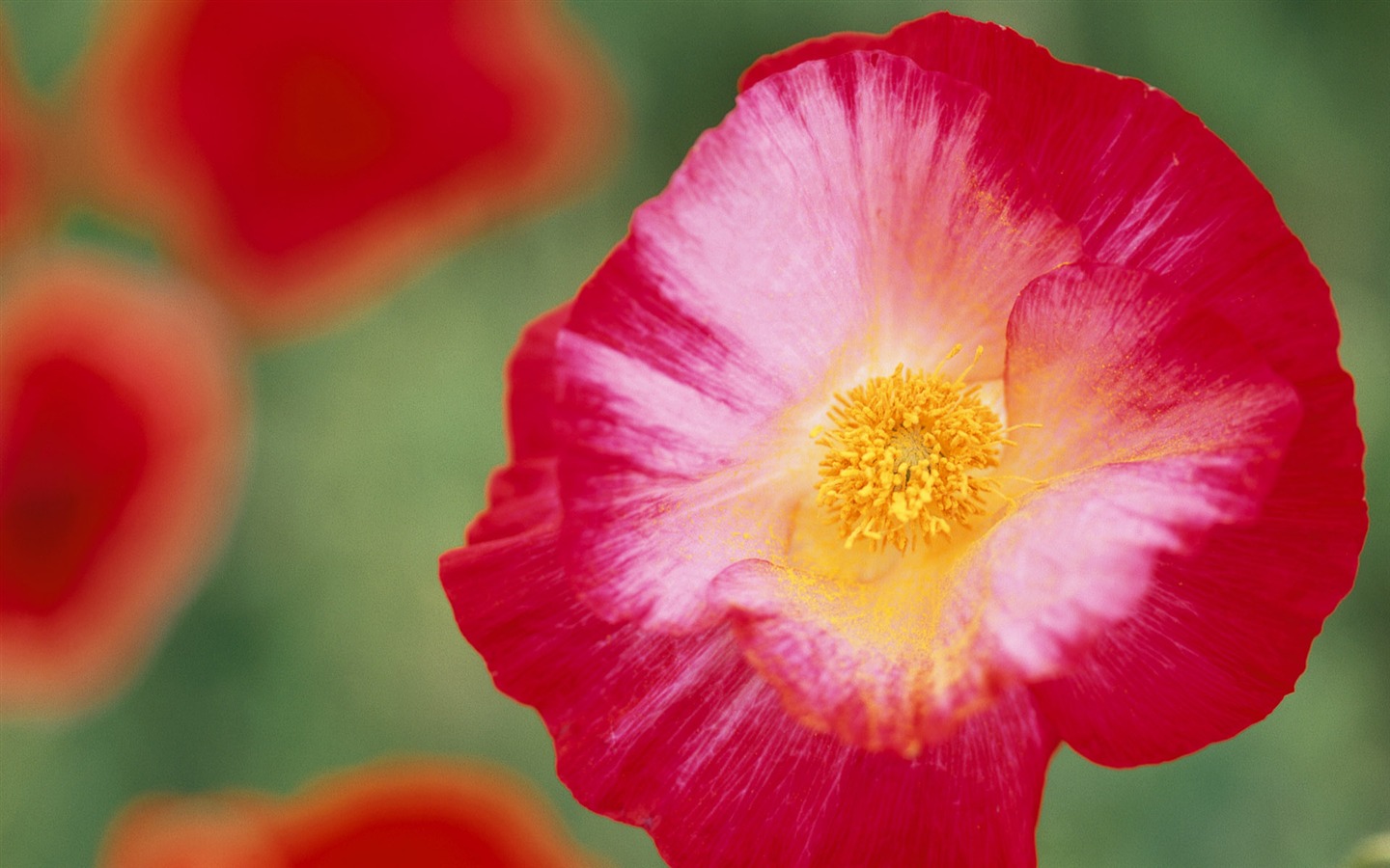 fleurs fond d'écran Widescreen close-up (9) #18 - 1440x900