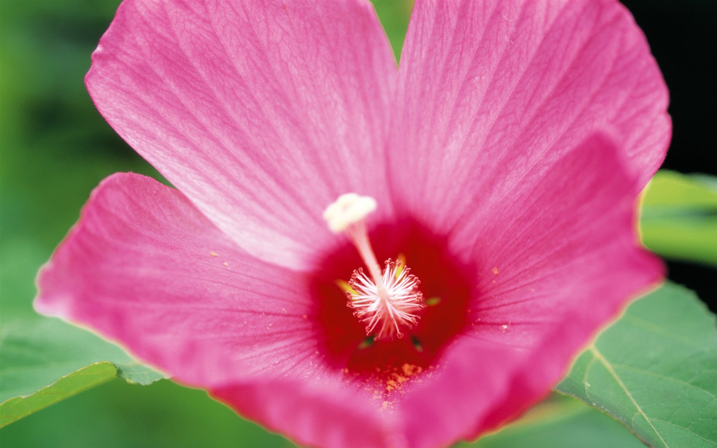 fleurs fond d'écran Widescreen close-up (10) #1 - 1440x900