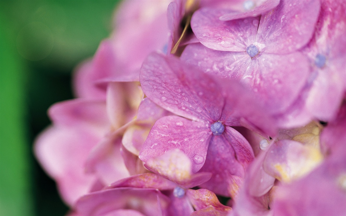 fleurs fond d'écran Widescreen close-up (10) #14 - 1440x900