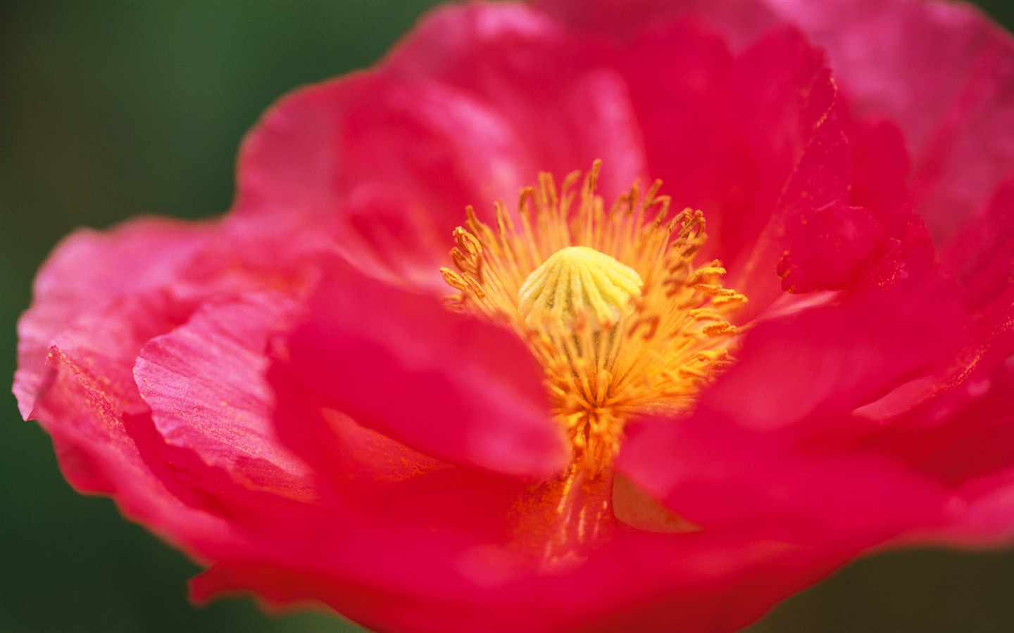 fleurs fond d'écran Widescreen close-up (10) #15 - 1440x900