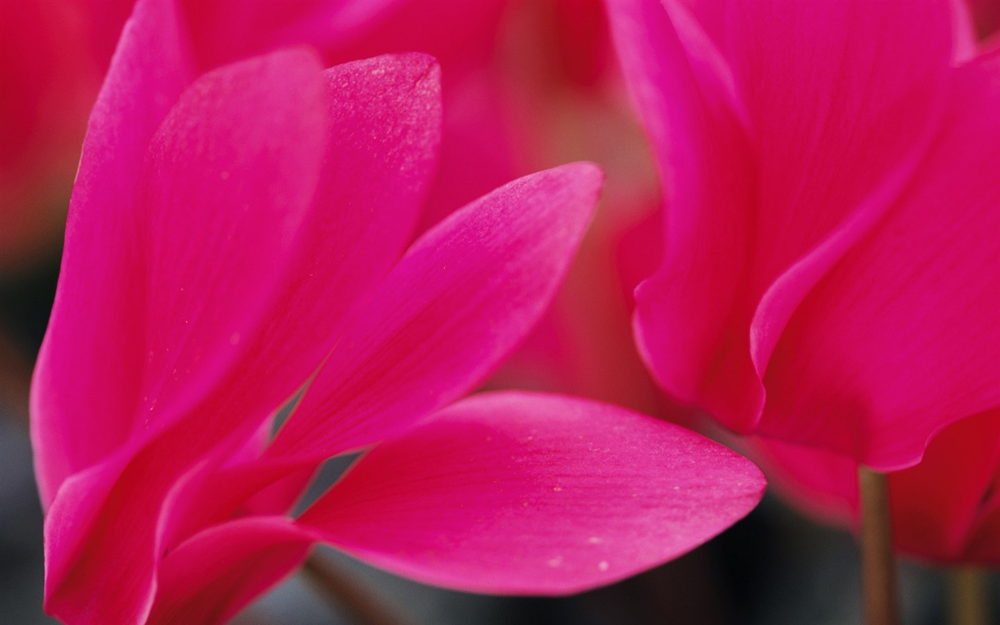 fleurs fond d'écran Widescreen close-up (10) #18 - 1440x900
