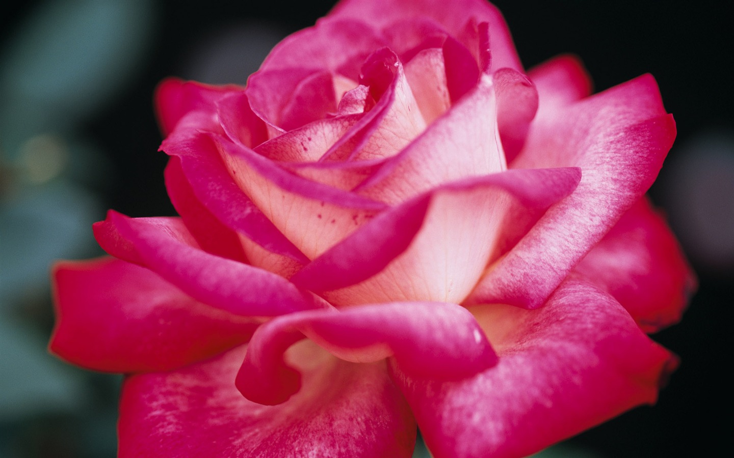 fleurs fond d'écran Widescreen close-up (10) #19 - 1440x900