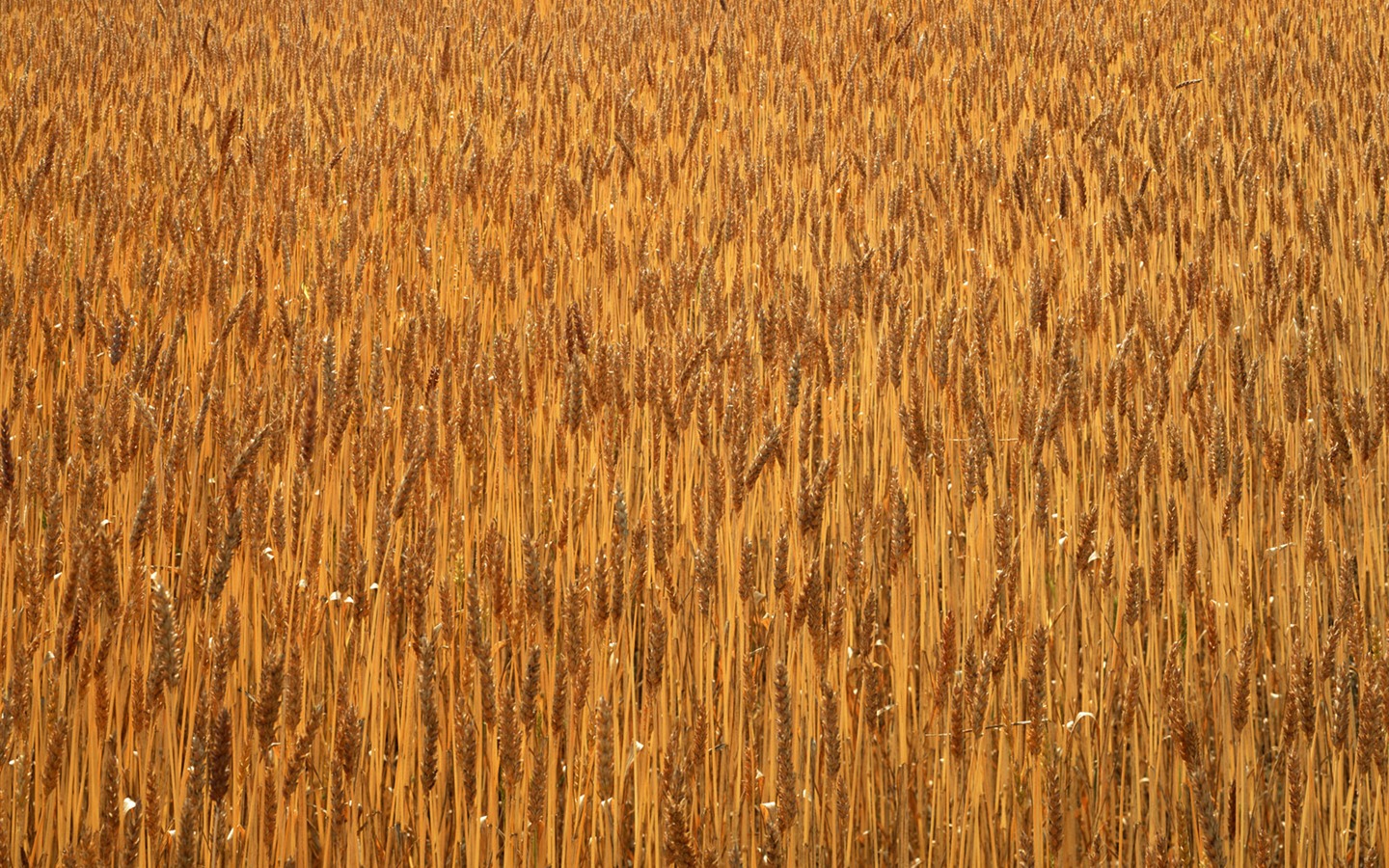 Field photo wallpaper #6 - 1440x900