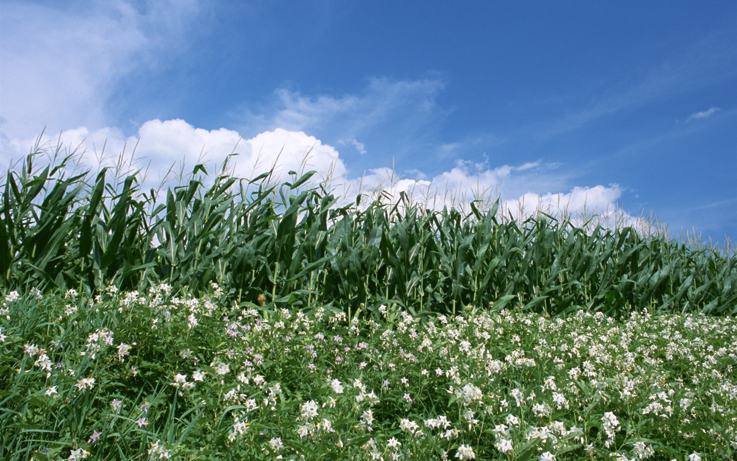 Field photo wallpaper #12 - 1440x900