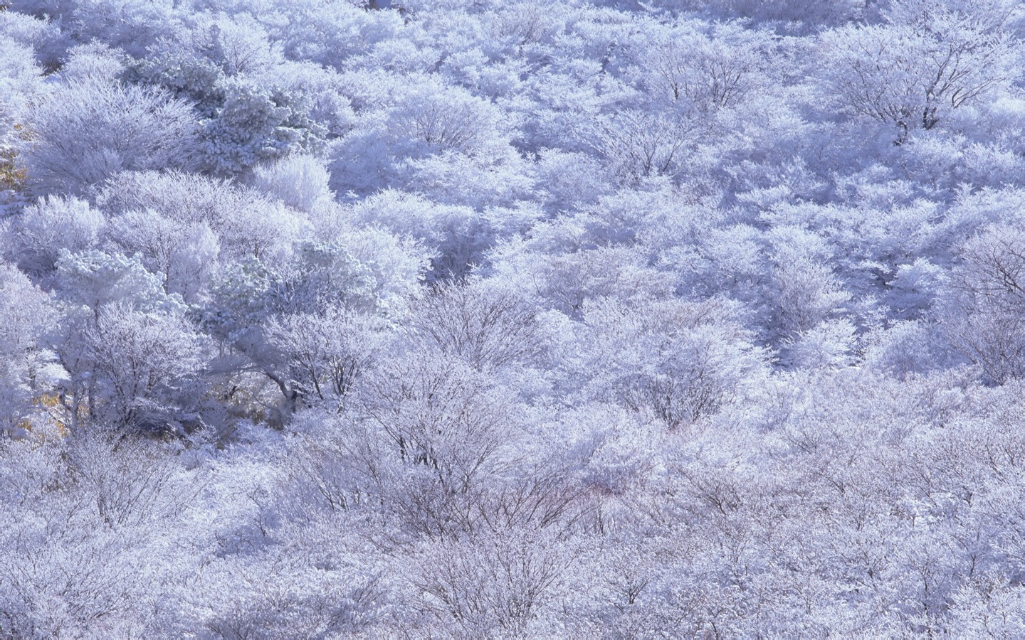 美麗如畫 日本風景寬屏壁紙 #3 - 1440x900