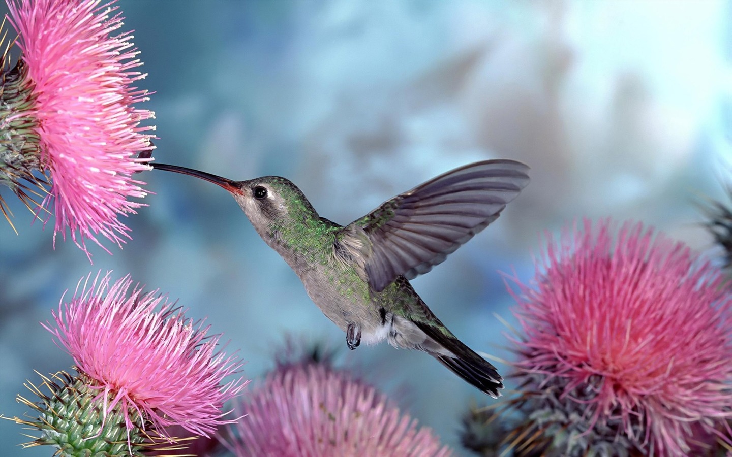 Animal Widescreen Wallpapers Collection (8) #17 - 1440x900