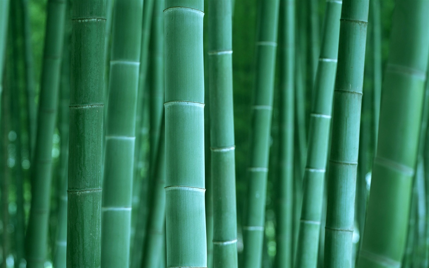 绿色竹林 壁纸专辑2 - 1440x900