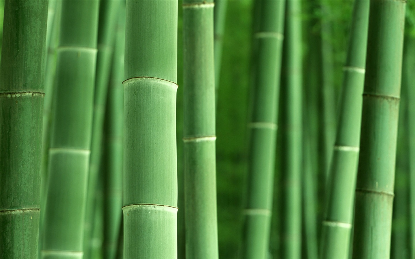 Green bamboo wallpaper albums #8 - 1440x900