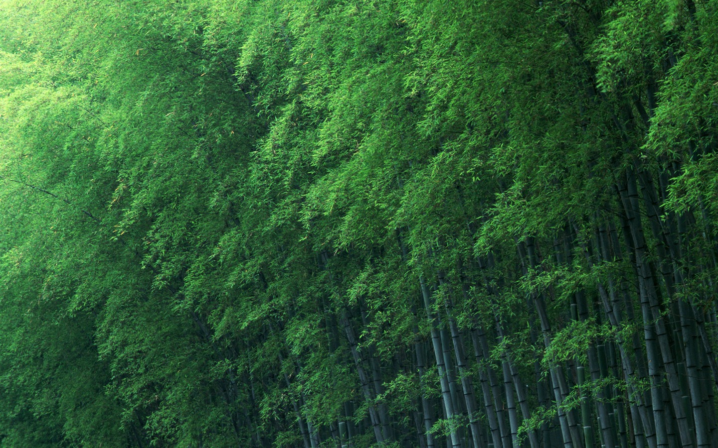 绿色竹林 壁纸专辑12 - 1440x900