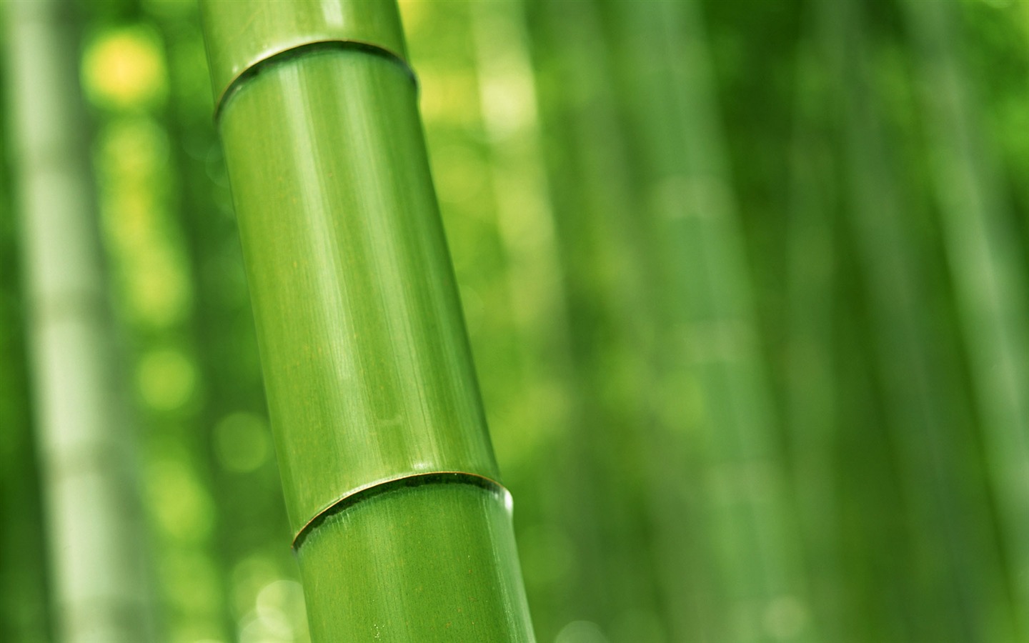 绿色竹林 壁纸专辑16 - 1440x900