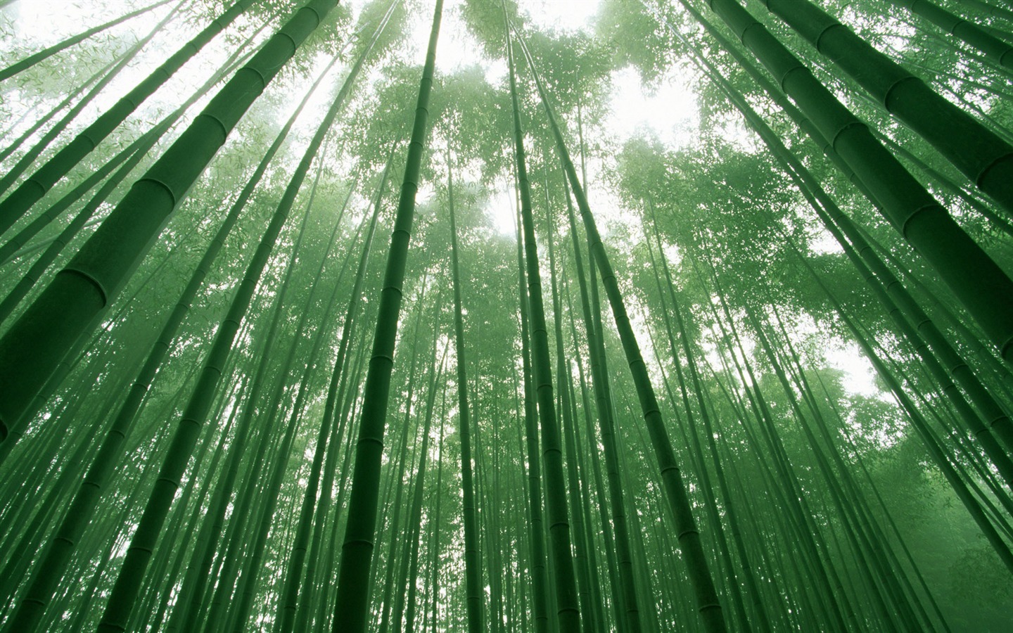 Green bamboo wallpaper albums #17 - 1440x900