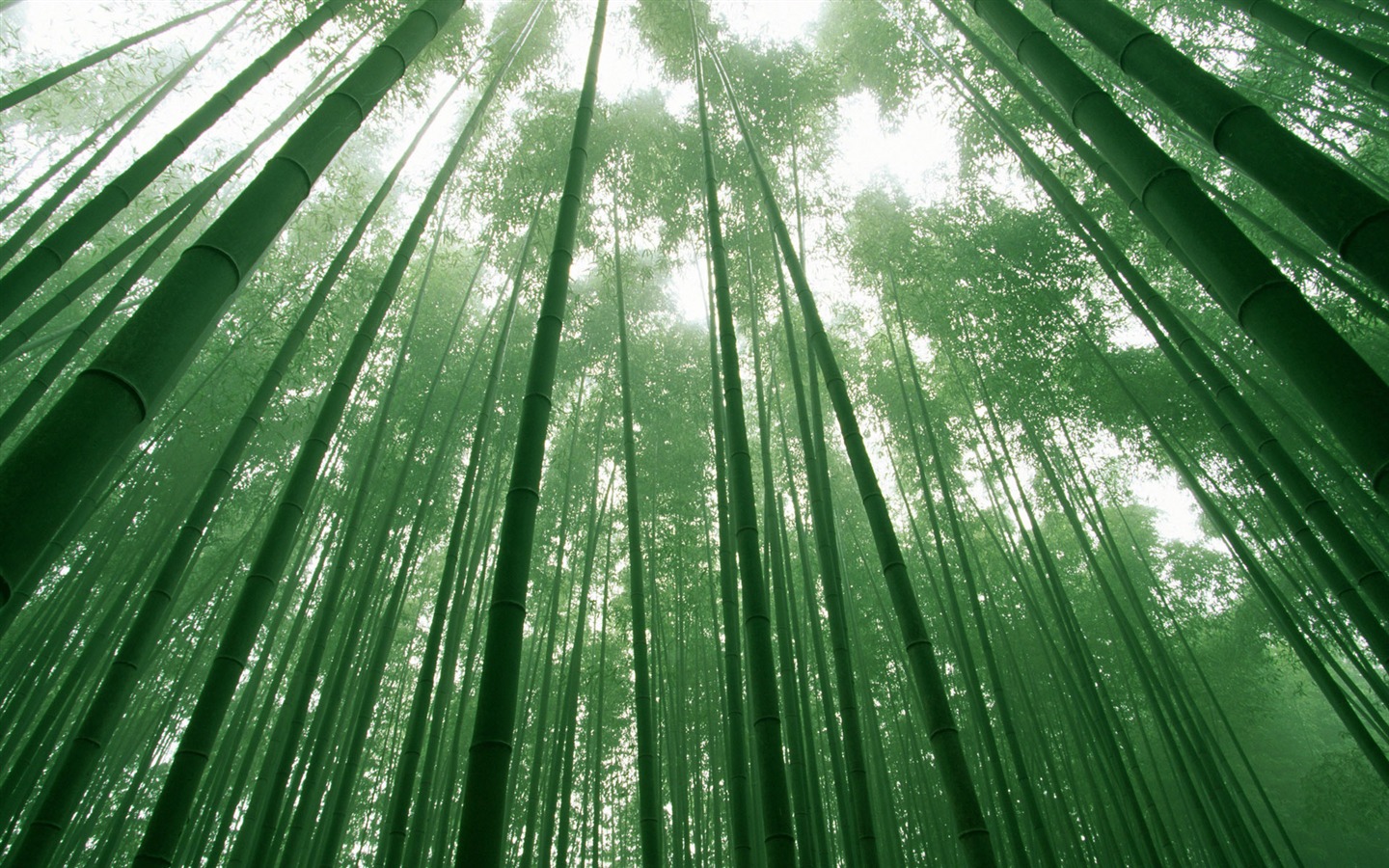 綠色竹林 壁紙專輯 #17 - 1440x900