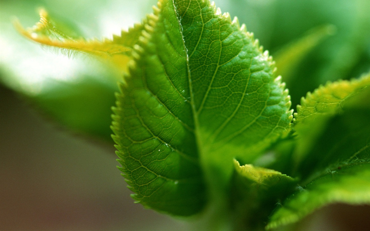 Fond d'écran vert photo feuille (1) #8 - 1440x900