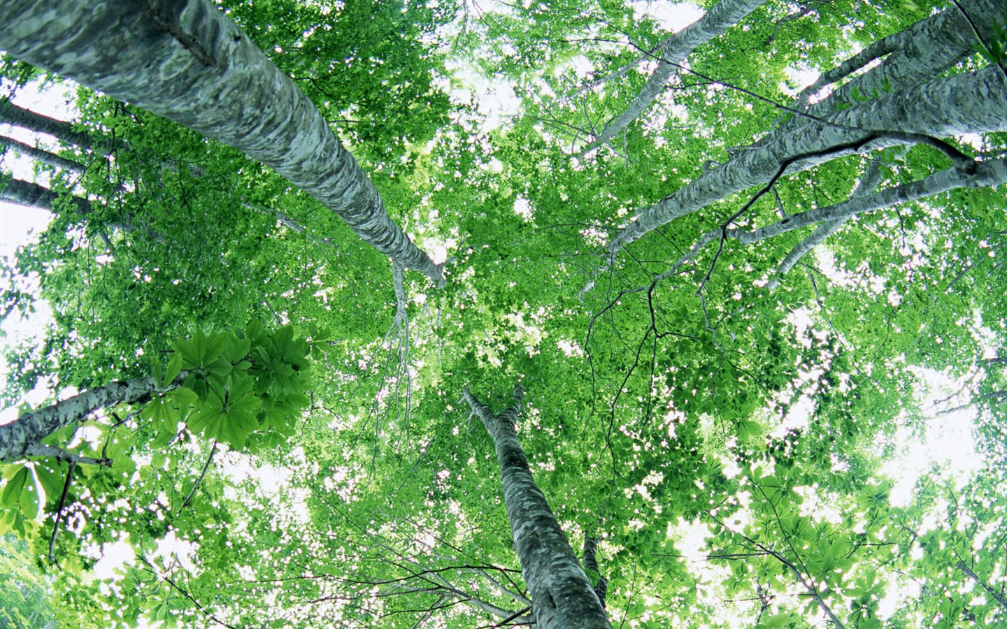 녹색 잎 사진 벽지 (2) #2 - 1440x900