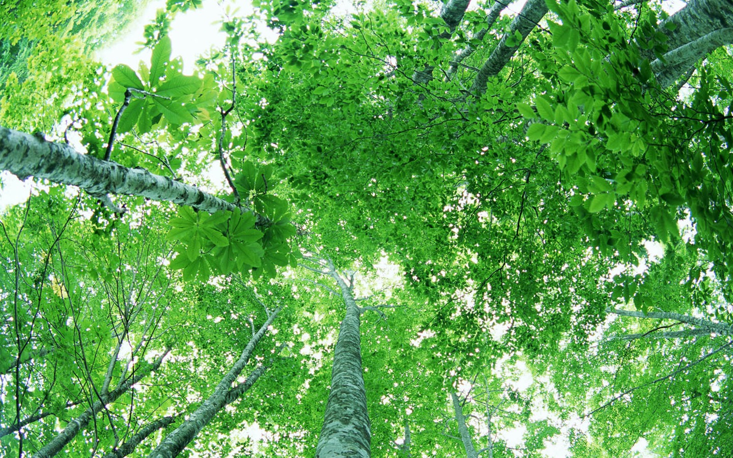 녹색 잎 사진 벽지 (2) #9 - 1440x900