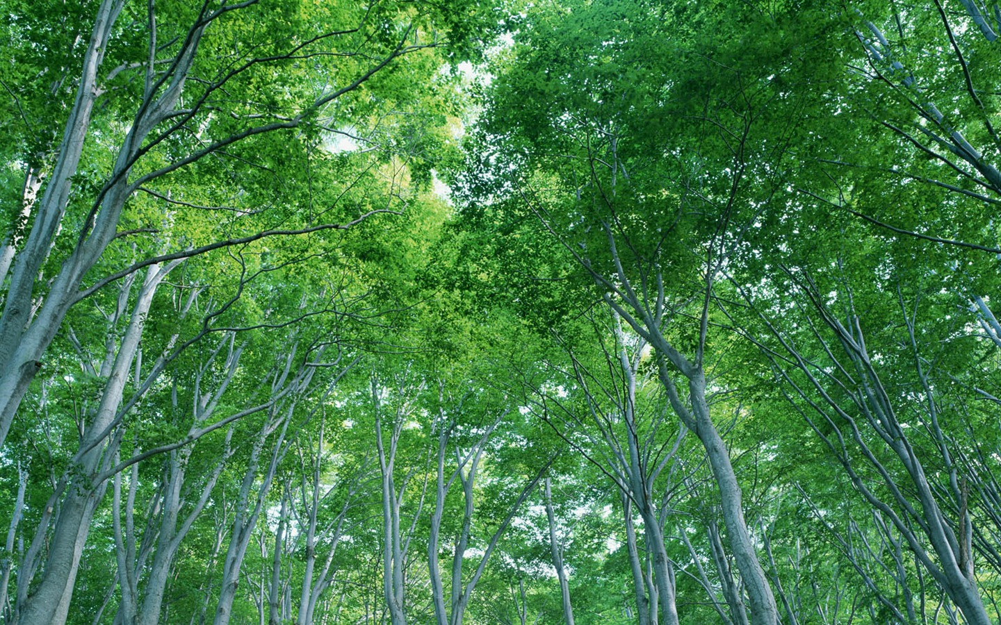 綠葉寫真 壁紙(二) #11 - 1440x900