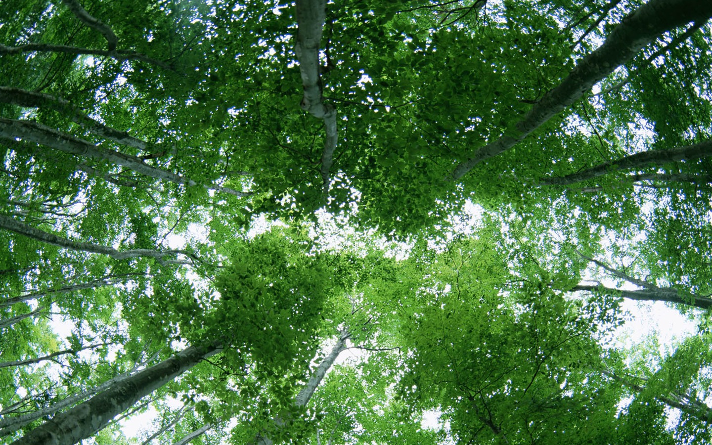 녹색 잎 사진 벽지 (2) #12 - 1440x900