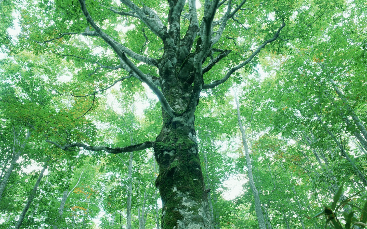 녹색 잎 사진 벽지 (2) #17 - 1440x900