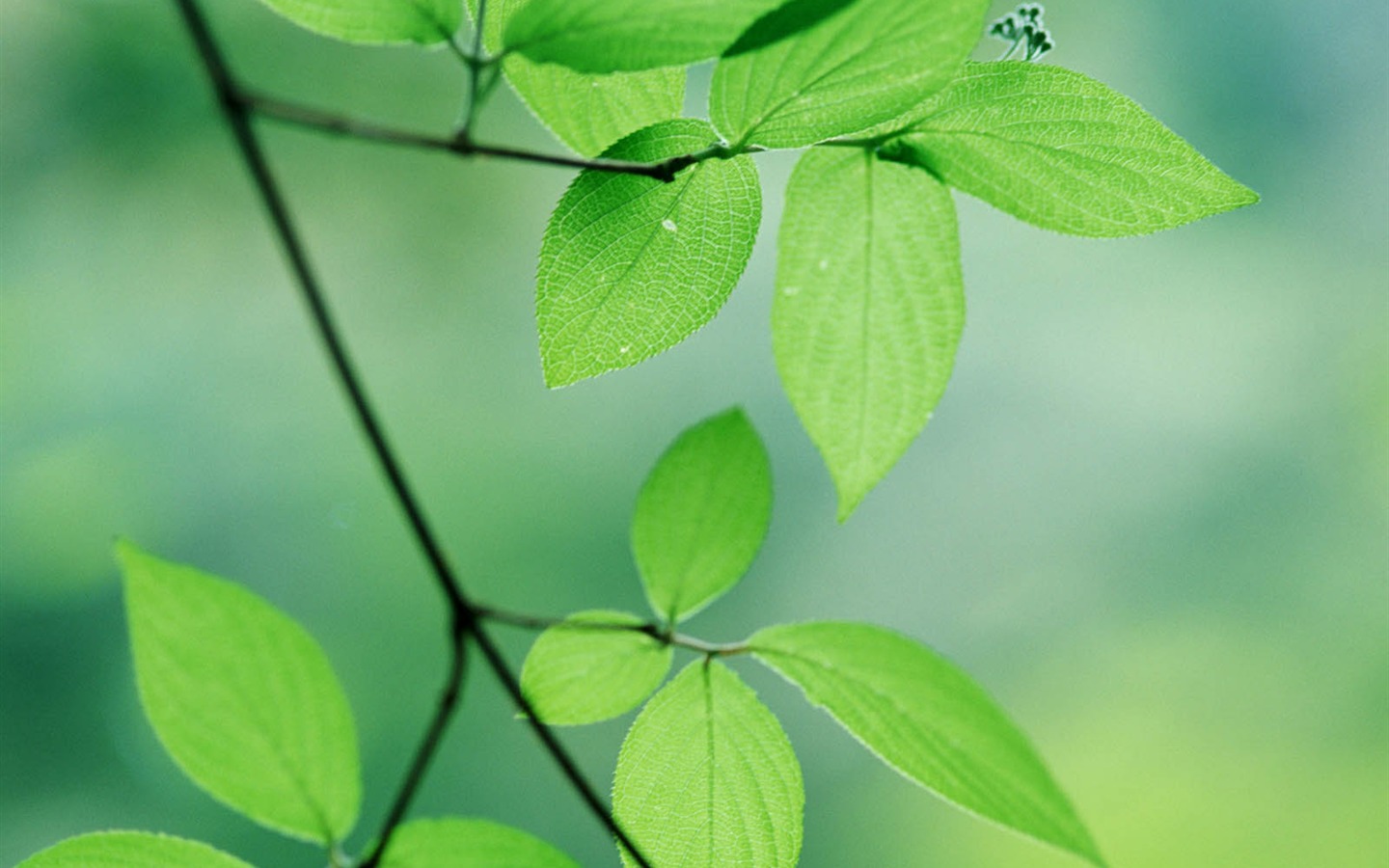 녹색 잎 사진 벽지 (3) #6 - 1440x900