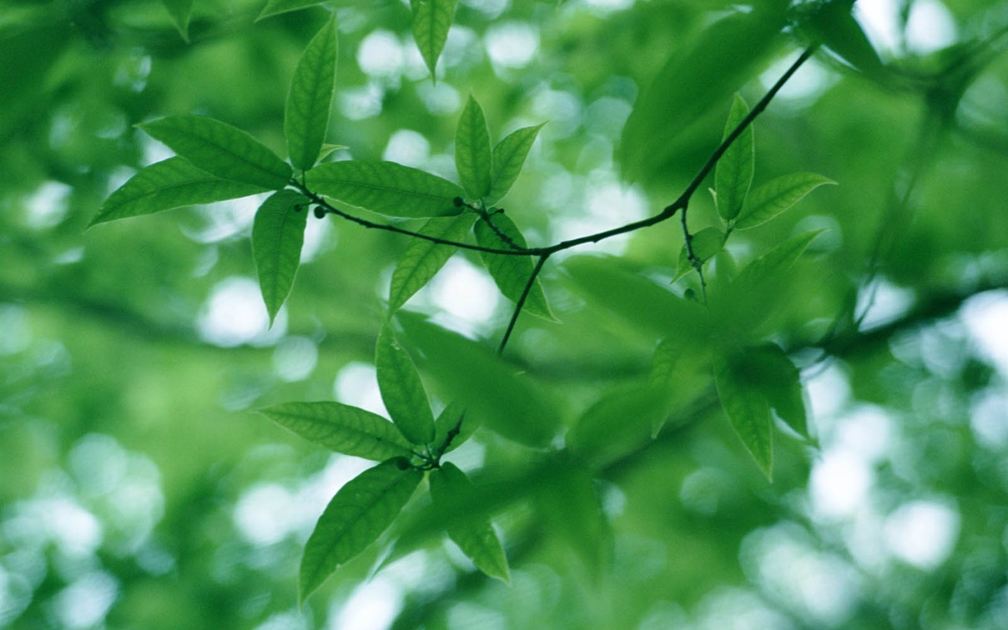 녹색 잎 사진 벽지 (3) #16 - 1440x900