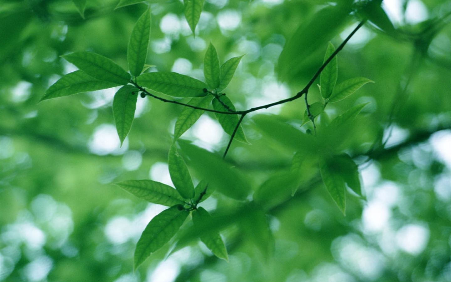 Green leaf photo wallpaper (3) #16 - 1440x900