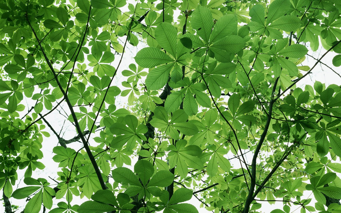 녹색 잎 사진 벽지 (3) #17 - 1440x900