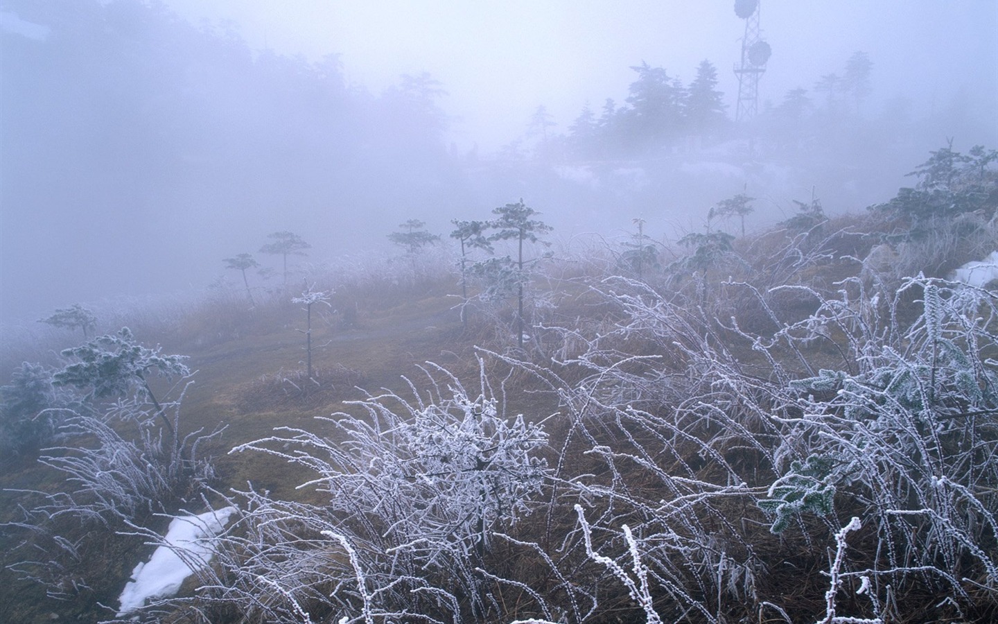 冬天雪景壁紙 #7 - 1440x900
