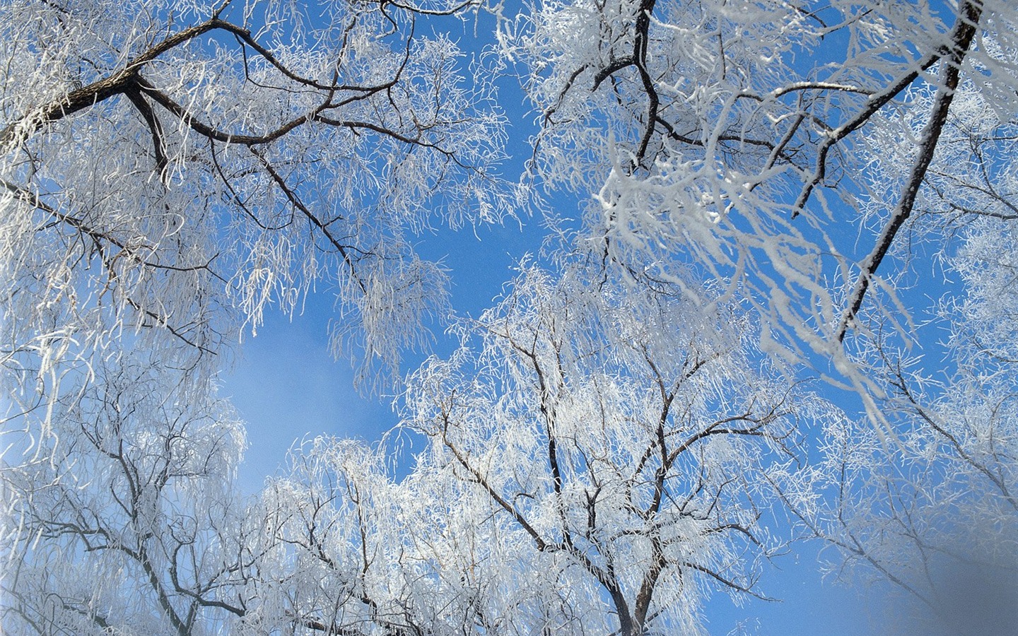冬天雪景壁紙 #10 - 1440x900