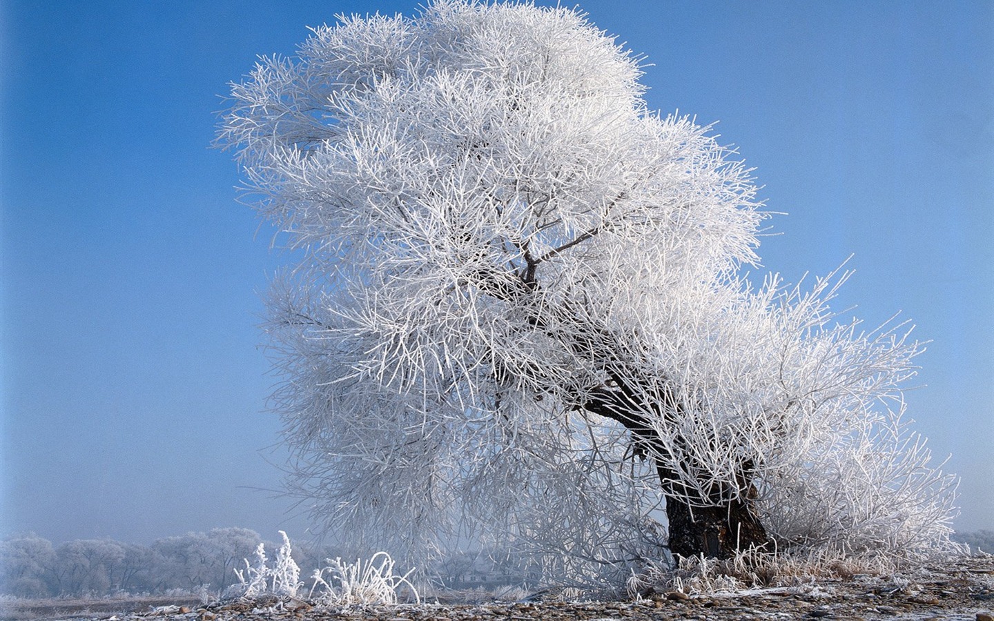 冬天雪景壁紙 #11 - 1440x900
