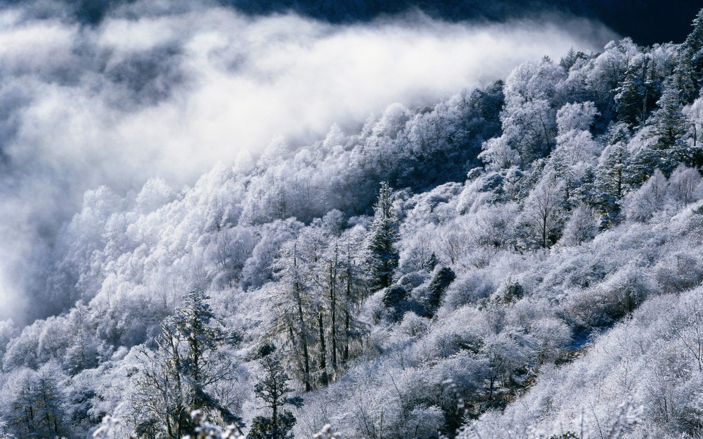 Winter Snow Wallpaper #28 - 1440x900