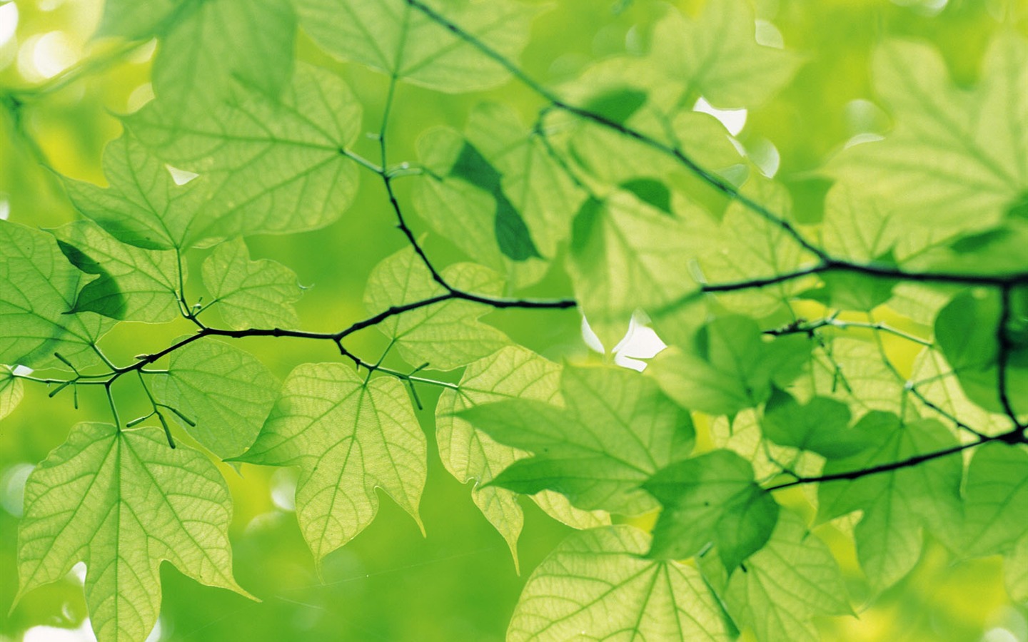 Green leaf photo wallpaper (4) #17 - 1440x900