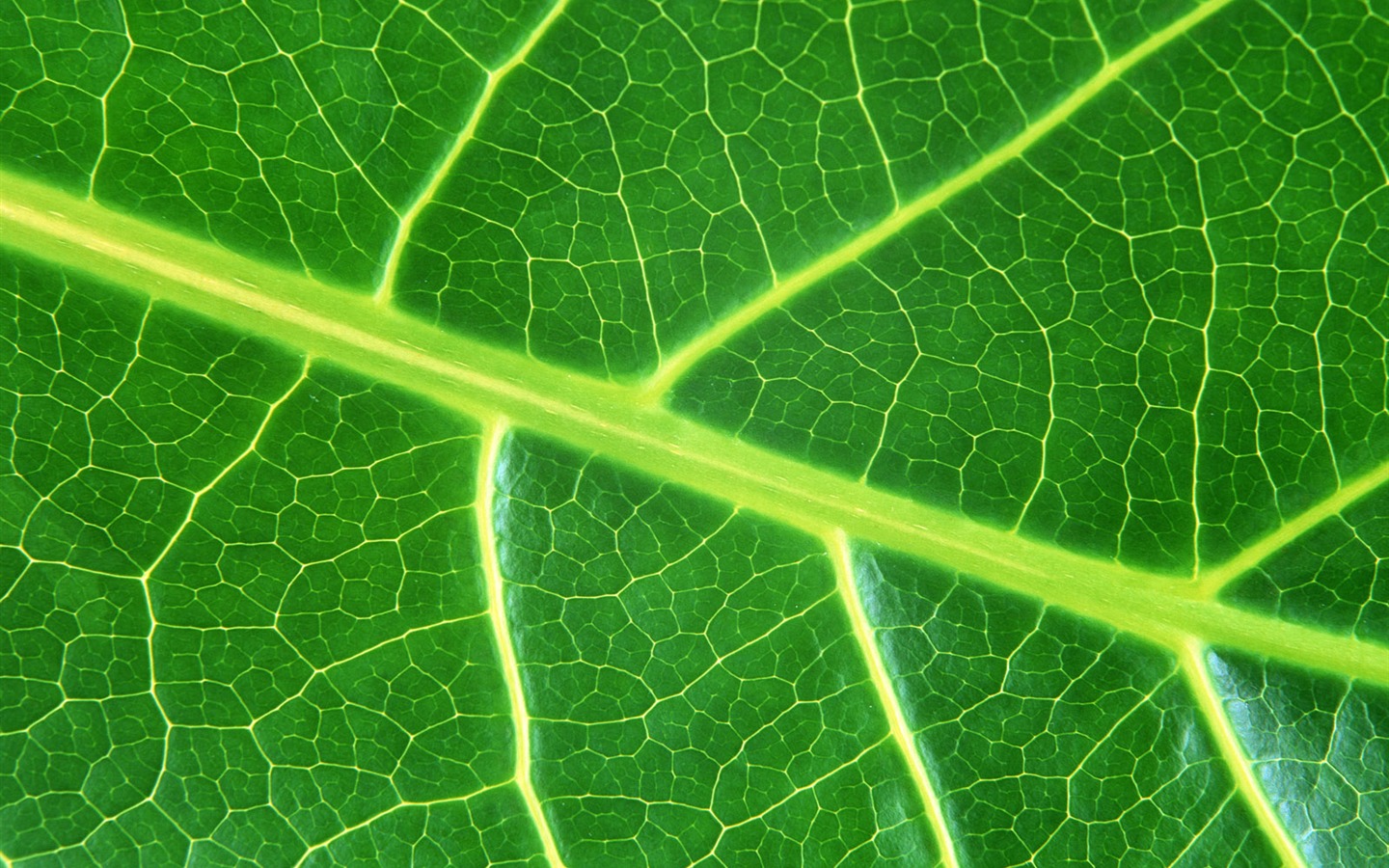 Green leaf photo wallpaper (6) #1 - 1440x900