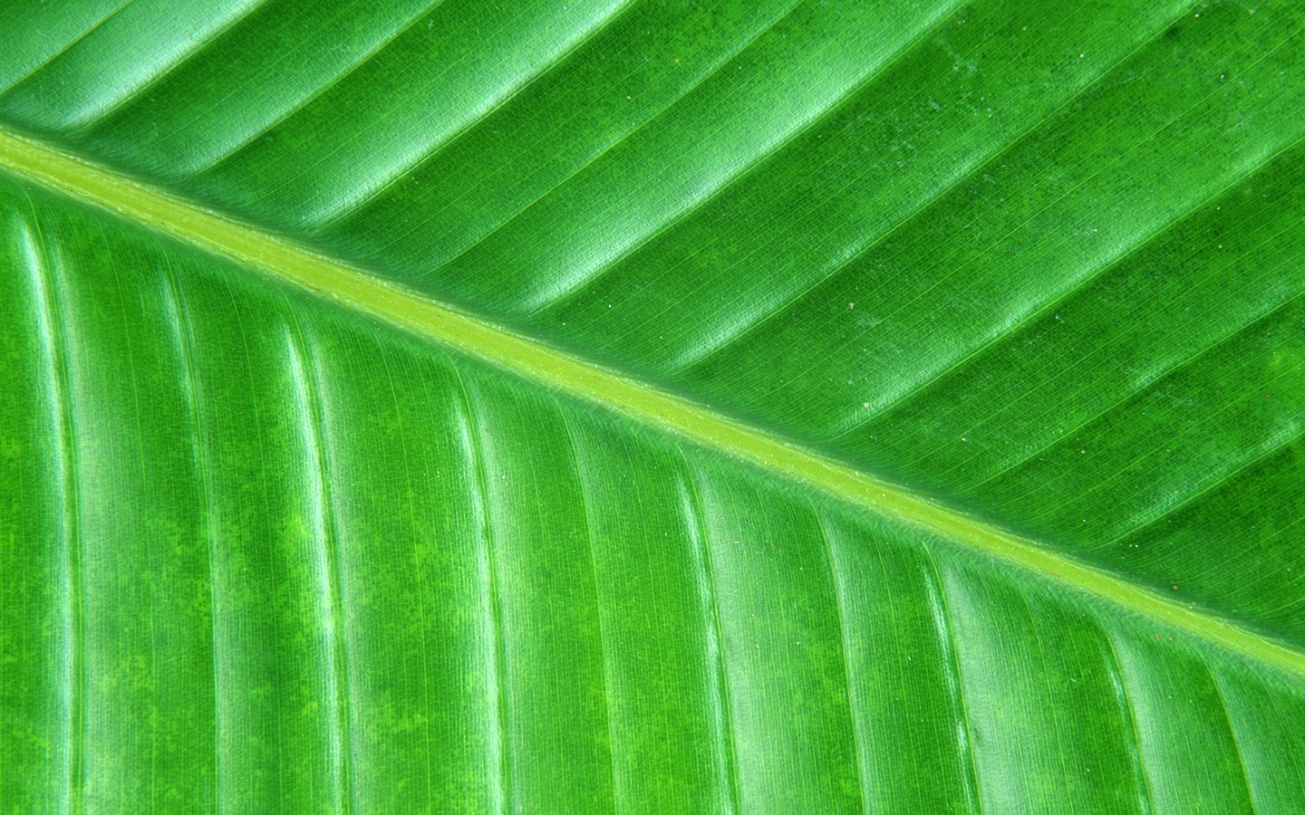 Green leaf photo wallpaper (6) #2 - 1440x900