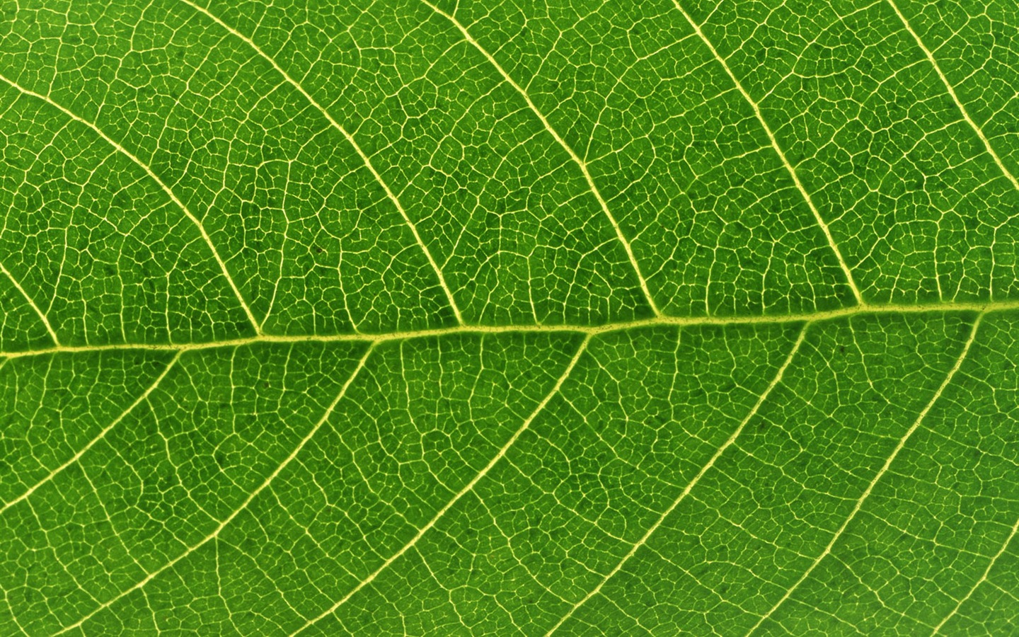 Green leaf photo wallpaper (6) #4 - 1440x900