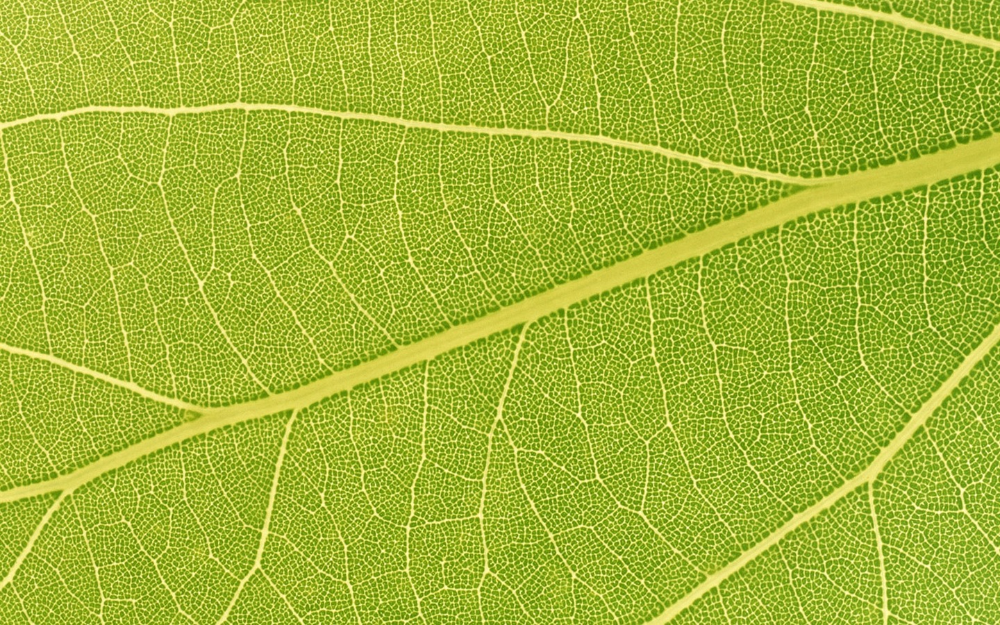 Green leaf photo wallpaper (6) #9 - 1440x900