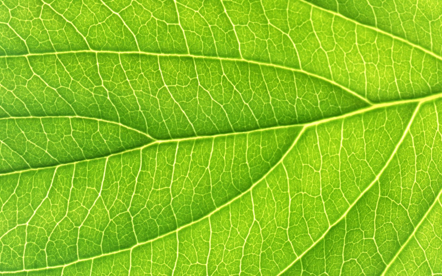 Green leaf photo wallpaper (6) #10 - 1440x900