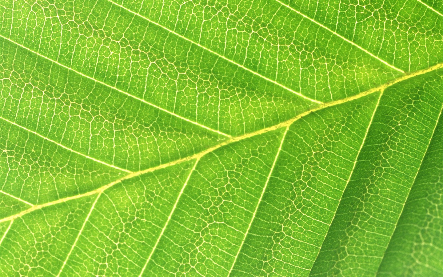 Green leaf photo wallpaper (6) #11 - 1440x900