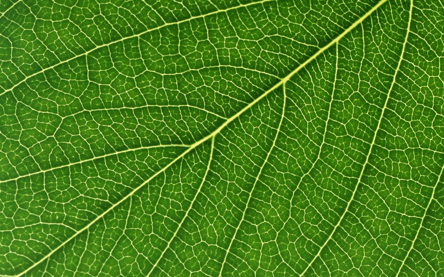 Green leaf photo wallpaper (6) #12 - 1440x900
