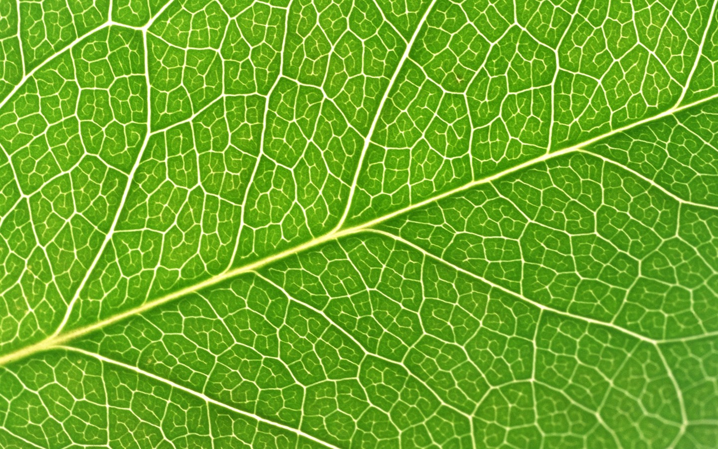 Green leaf photo wallpaper (6) #18 - 1440x900